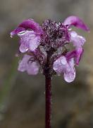 Birds-beak Lousewort, Pedicularis ornithorhyncha